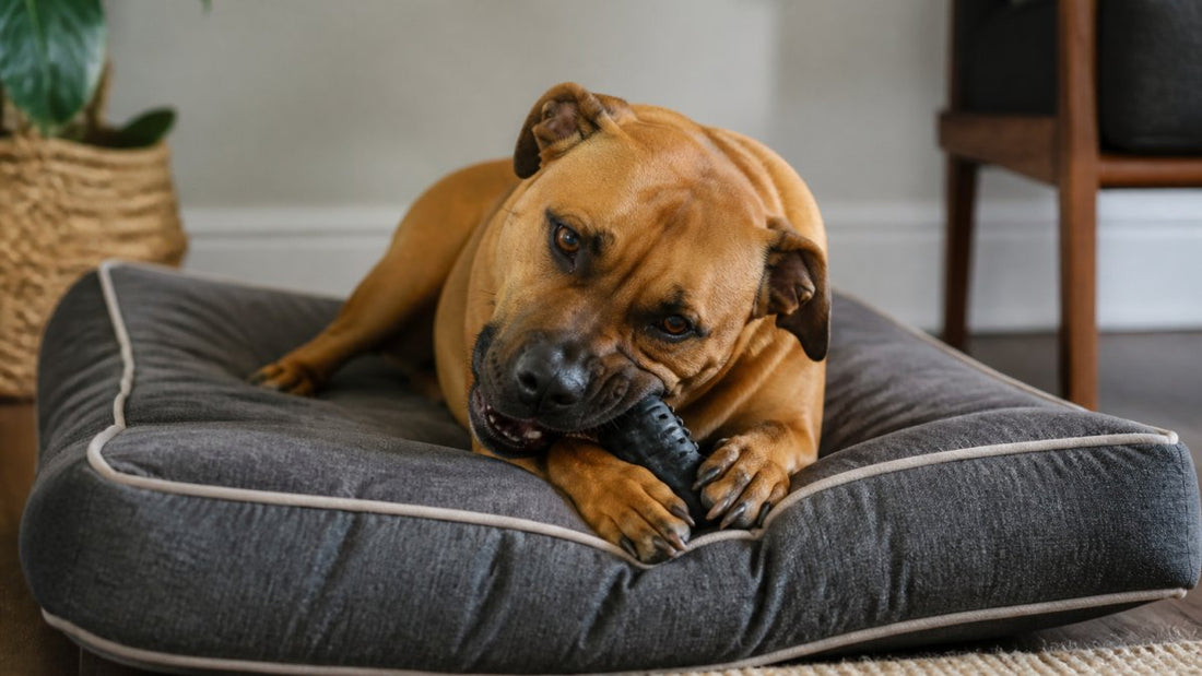 Durable Dog Beds for Heavy Chewers: 2026 Guide